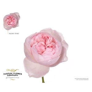 Rosa Parfum Peony Pink