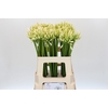 Agapanthus Gletsjer
