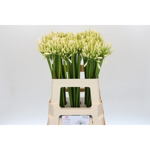 Agapanthus Gletsjer