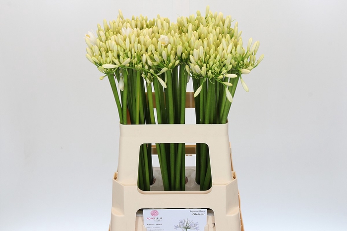<h4>Agapanthus Gletsjer</h4>