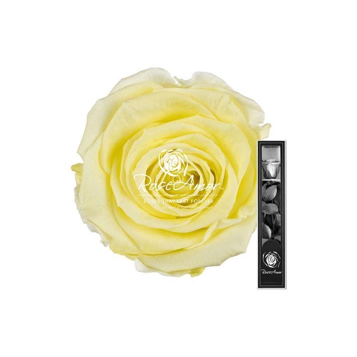 <h4>30cm Stem Yel89</h4>