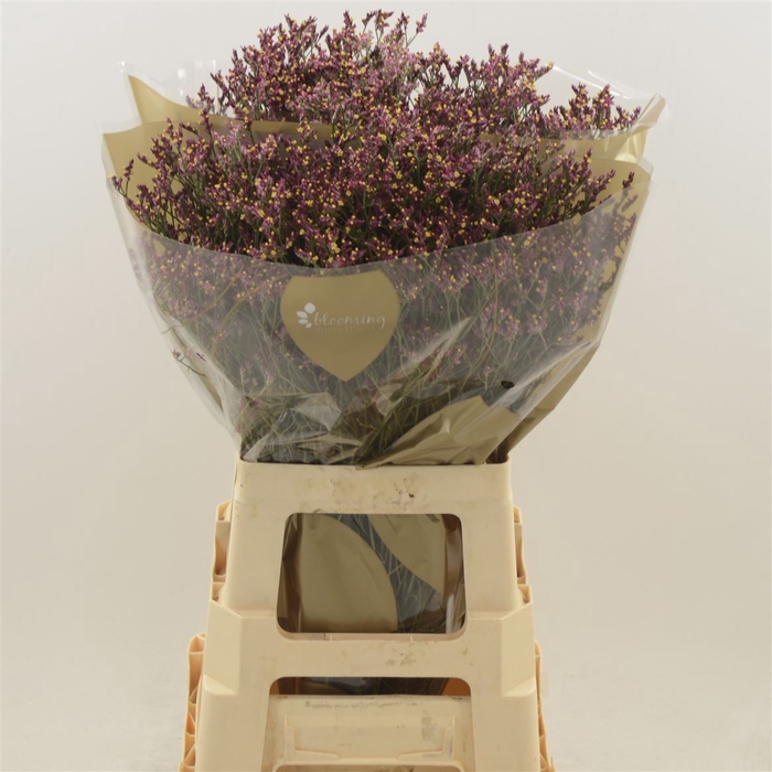 <h4>Limonium Sinense Scarlet Diamond</h4>