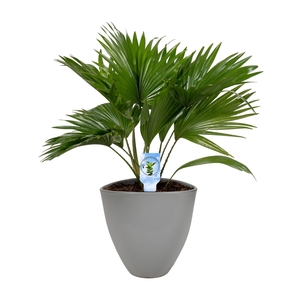 Livistona in avani pot grey asp Lucht Zuiverend