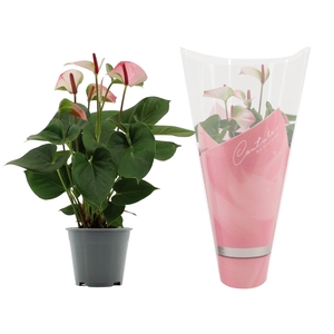 Anthurium 14 cm Amalia Elegance in Couture sleeve
