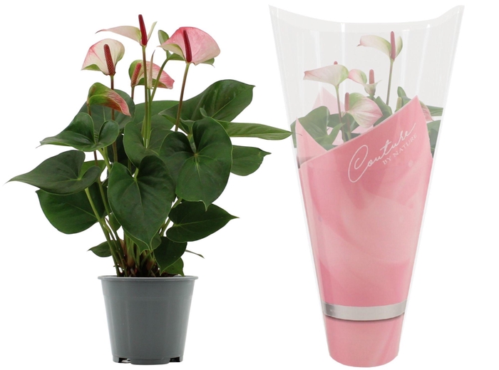 <h4>Anthurium 14 cm Amalia Elegance in Couture sleeve</h4>