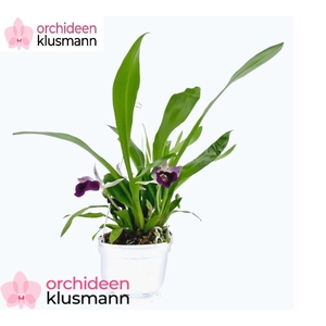 ORCHIDEEEN OVERIG