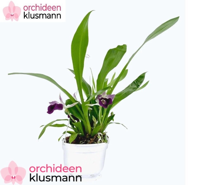 <h4>ORCHIDEEEN OVERIG</h4>