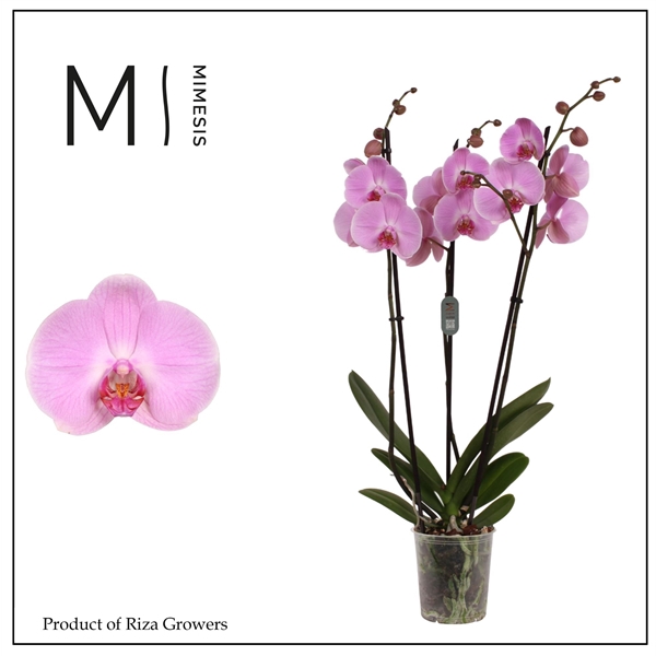 <h4>Mimesis Phal. Elion - 3 spike 12cm</h4>