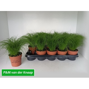 STIP TENUIFOLIA