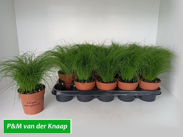 <h4>STIP TENUIFOLIA</h4>