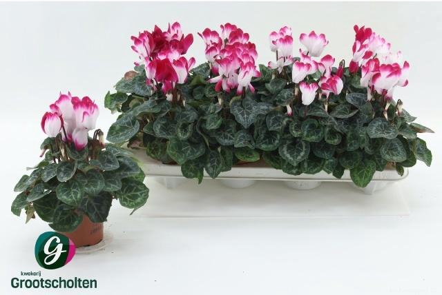 <h4>CYCL MD INDIAKA</h4>