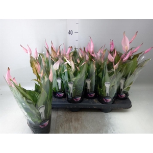 Spathiphyllum  'Chopin'