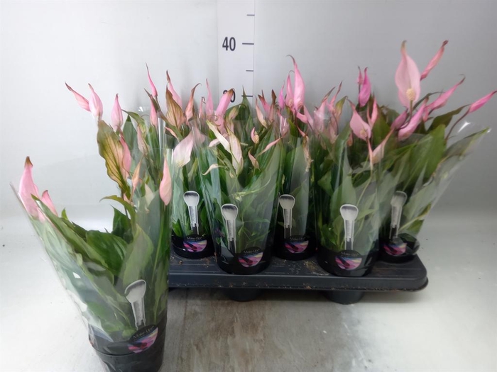 <h4>Spathiphyllum  'Chopin'</h4>