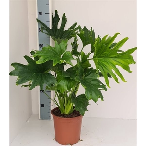 Philodendron Lickety split