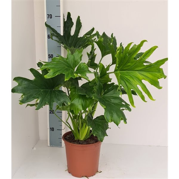 <h4>Philodendron Lickety split</h4>