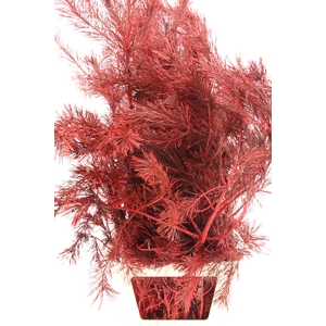 Pinus Alaska Red per stem 130cm