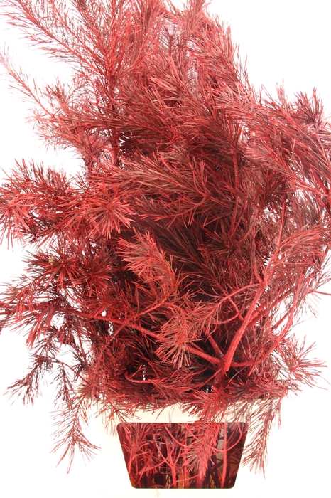 <h4>Pinus Alaska per stem 130cm Red</h4>