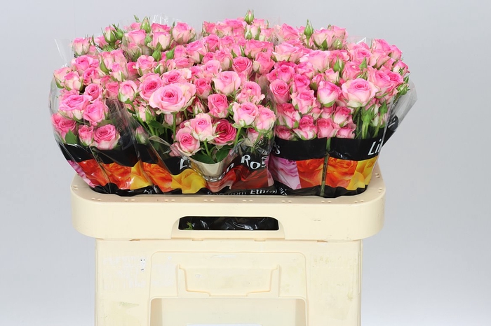 <h4>Rosa Tr Tralala X5</h4>