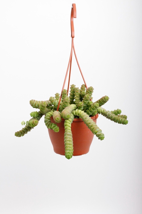 <h4>Crassula Hottentot</h4>