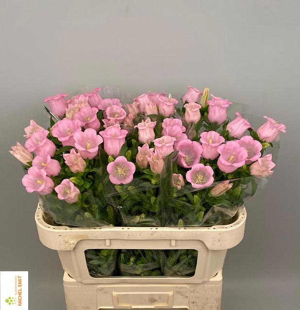 <h4>CAMP M PEARL PINK</h4>