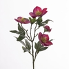 AF Helleborus L47cm Beauty