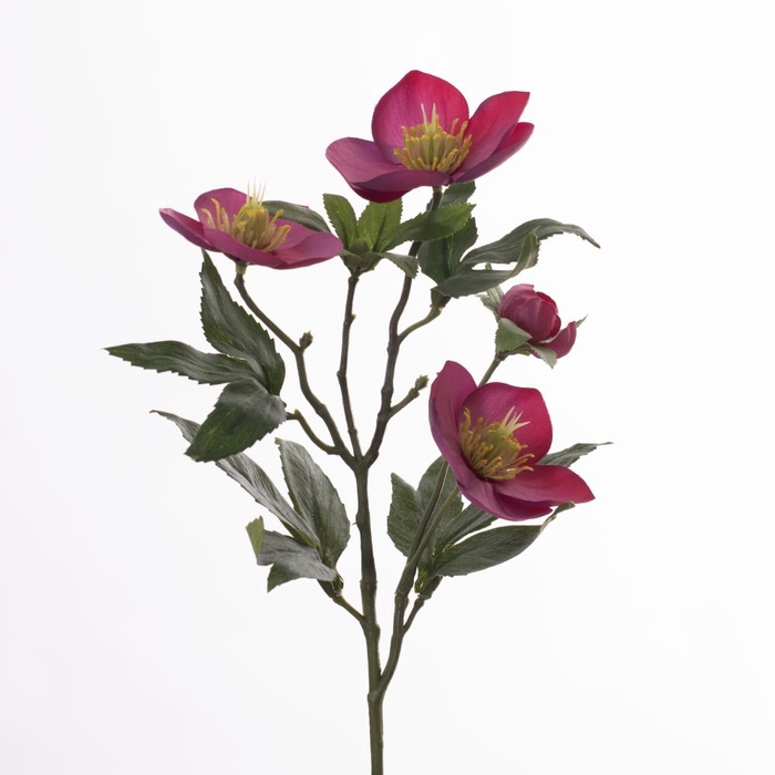 <h4>AF Helleborus L47cm Beauty</h4>