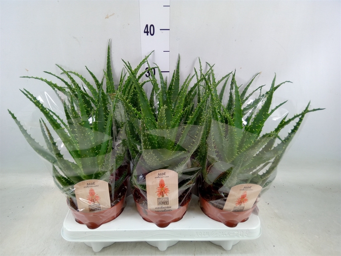 <h4>Aloe arborescens</h4>