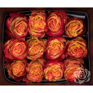 R Gr High And Yellow Flame