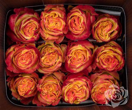 <h4>R Gr High And Yellow Flame</h4>
