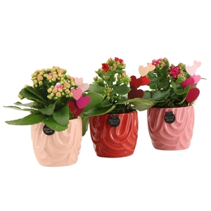 21803: Lovess arrangement