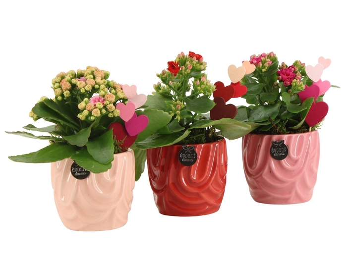 <h4>21803: Lovess arrangement</h4>