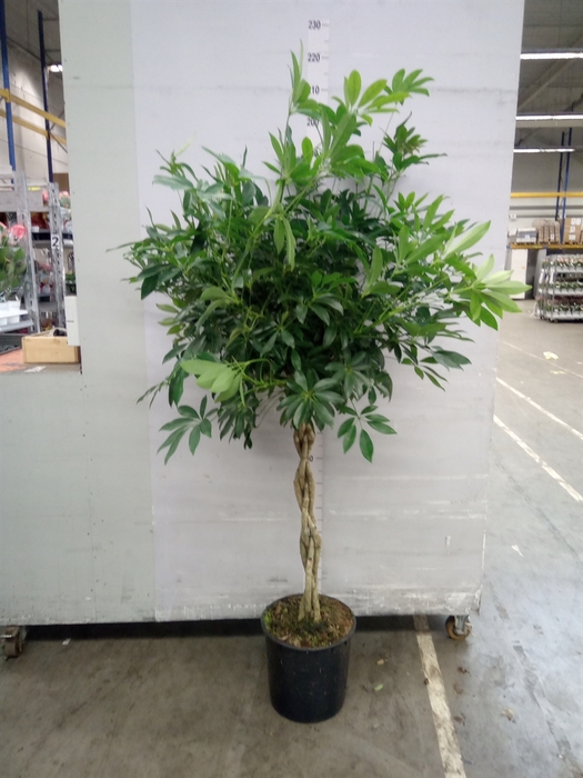 <h4>Schefflera arbor. 'Compacta'</h4>