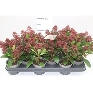 Skimmia Jap. Rubella 5+