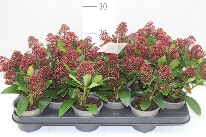 <h4>Skimmia Jap. Rubella 5+</h4>