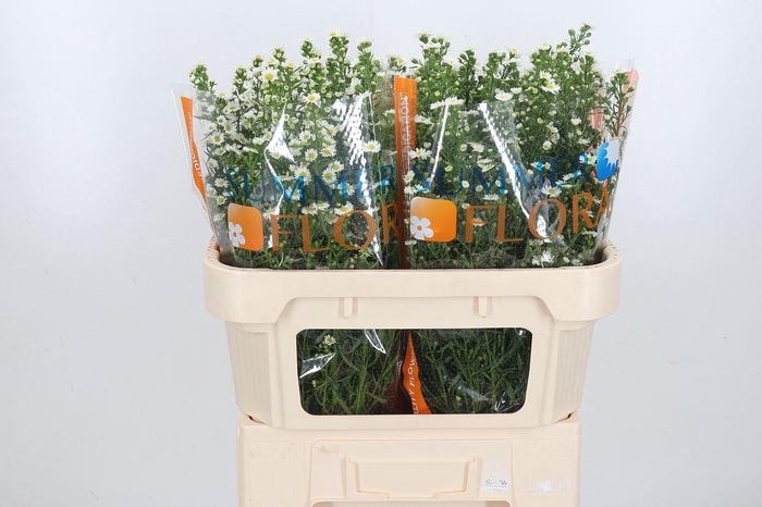 <h4>Ast U Paquita</h4>