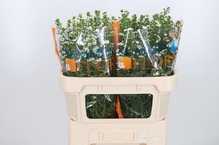 <h4>Ast U Paquita</h4>