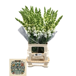 ANTIR POTO EARL WHIT