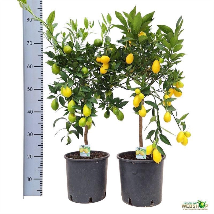 <h4>CITROF FLORIDANA</h4>