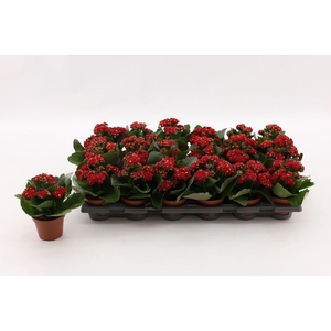 Kalanchoe Calandiva Rubio