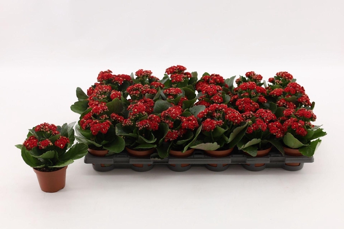 <h4>Kalanchoe Calandiva Rubio</h4>