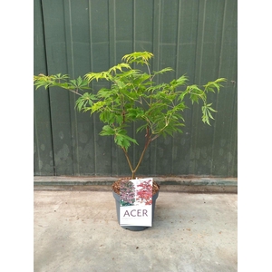 Acer jap. Aconitifolium