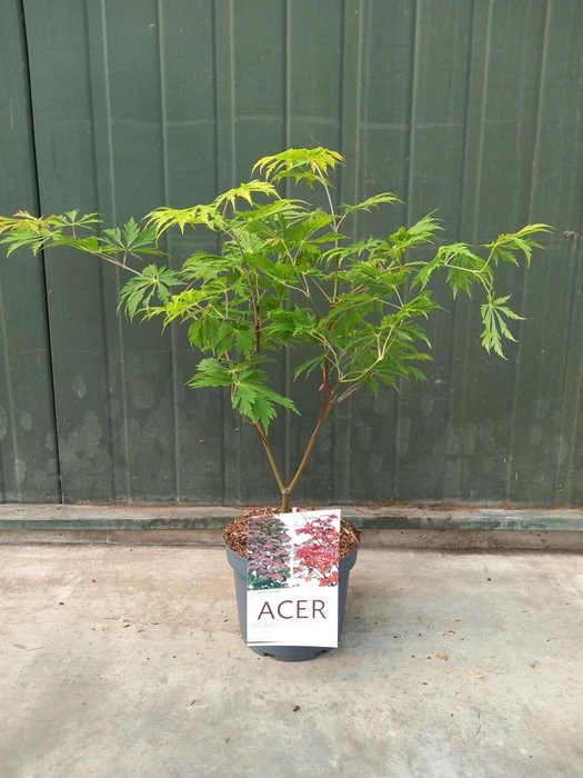 <h4>Acer jap. Aconitifolium</h4>