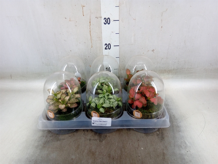 <h4>Arr.   Kamerplant Groen H%</h4>