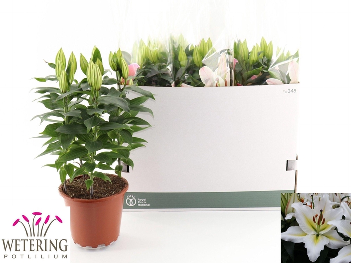 <h4>LIL OR SUNNY AZORES</h4>