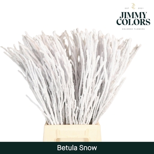 Betula L60 Snow