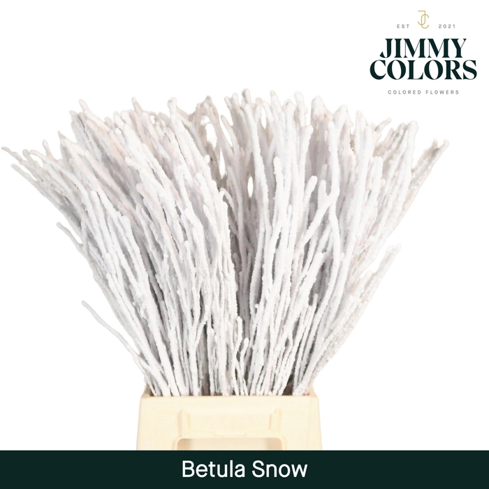 <h4>Betula L60 Snow</h4>