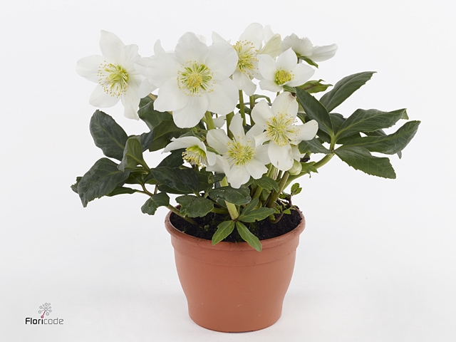 Helleborus niger 'Advent Star'