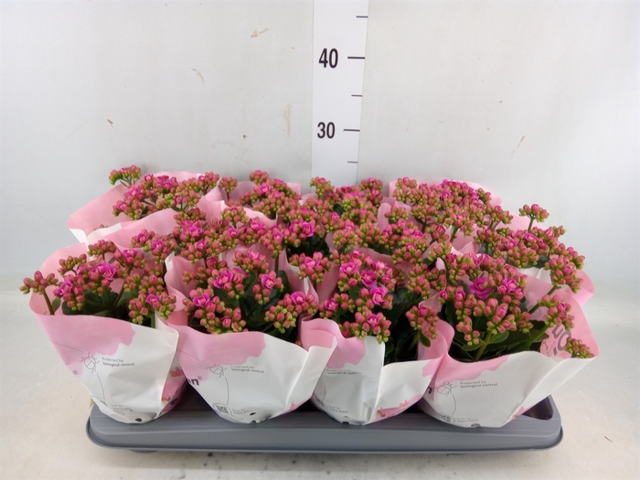 <h4>Kalanchoe   ...</h4>