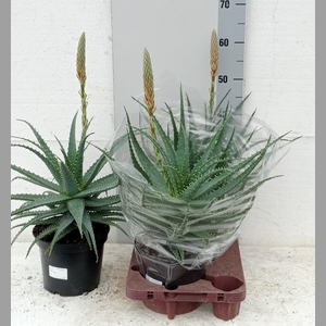ALOE ARBORESCENS