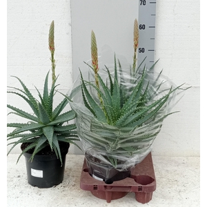 ALOE ARBORESCENS